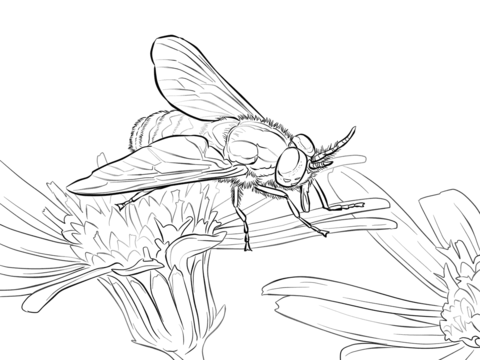 Twin Lobed Deerfly Coloring Page